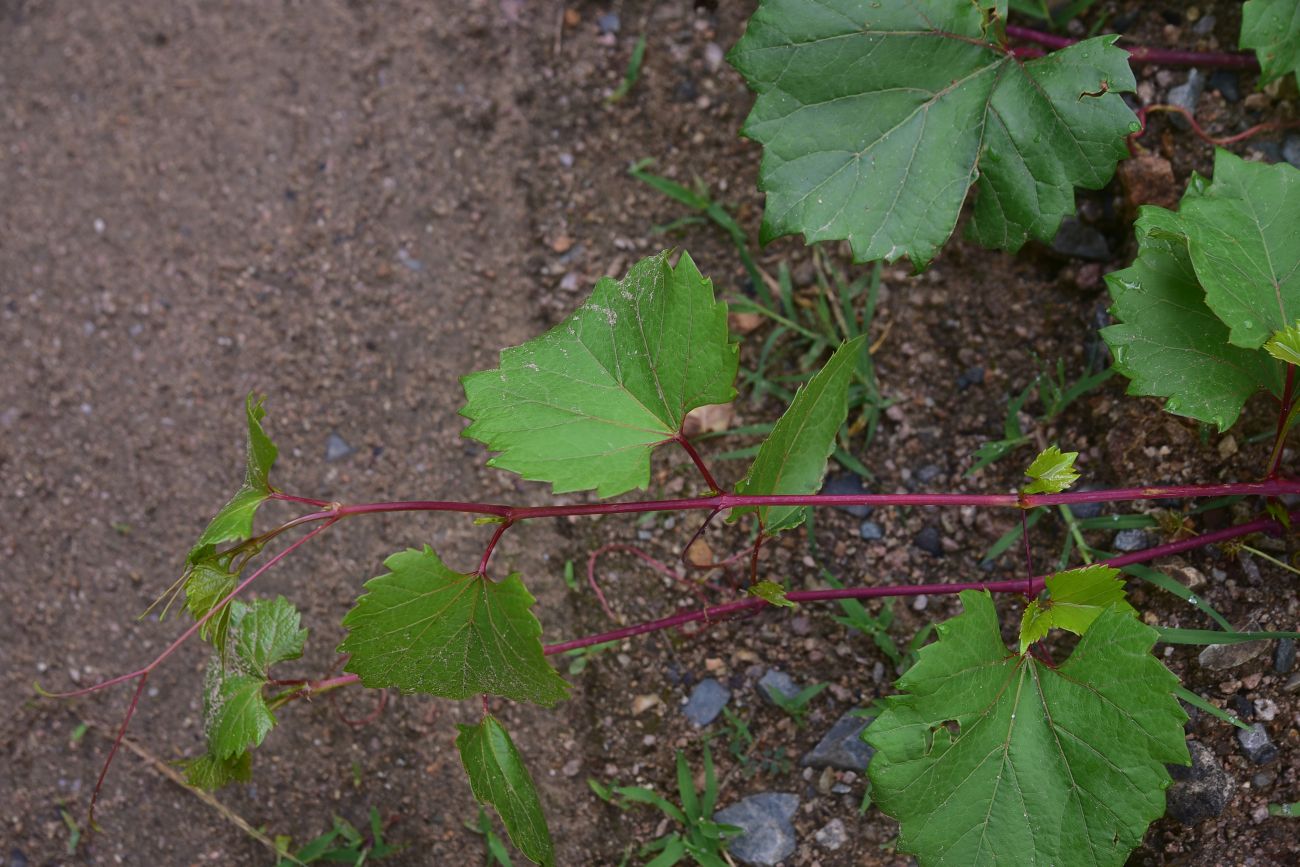 Изображение особи род Vitis.