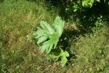 unknown species. Вегетирующее растение. Турция, ил Артвин, окр. храма Отхта, на искусственной террасе, луг. 13 июня 2026 г.
