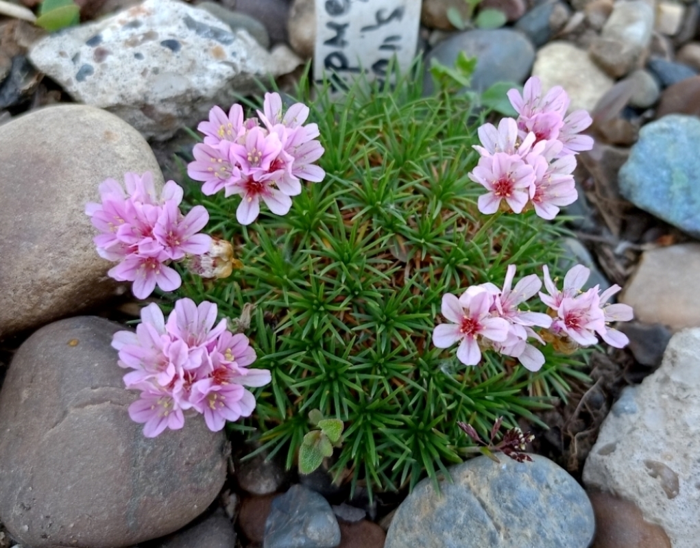 Image of Armeria juniperifolia specimen.