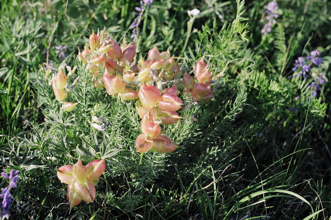 Изображение особи Oxytropis inaria.