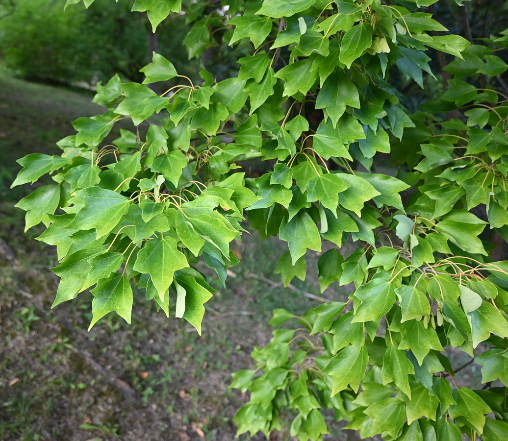 Image of Acer buergerianum specimen.