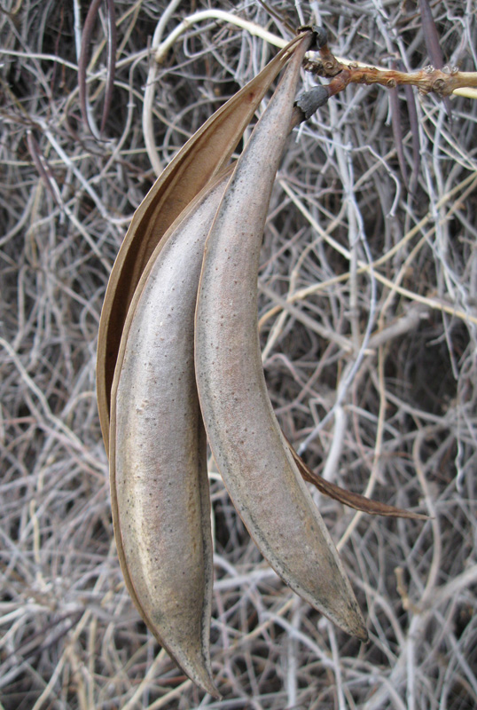 Image of Campsis radicans specimen.