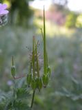 Erodium cicutarium. Плоды. Украина, Днепропетровская обл., Петриковский р-н, пгт Куриловка, луг в пойме Днепра. 23.05.2011.
