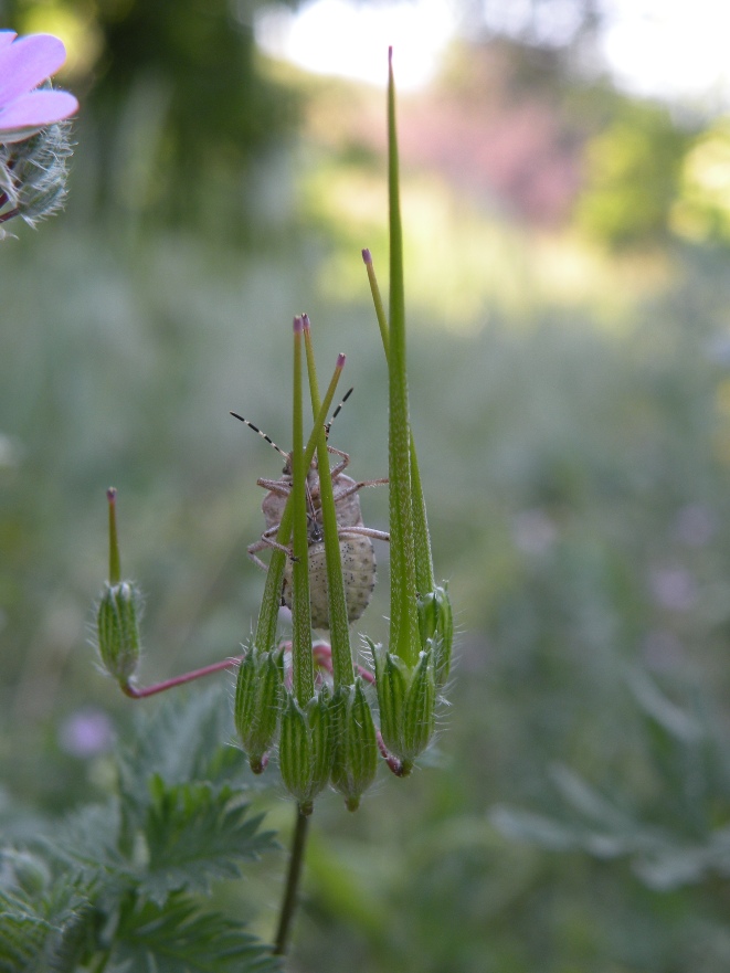 Изображение особи Erodium cicutarium.