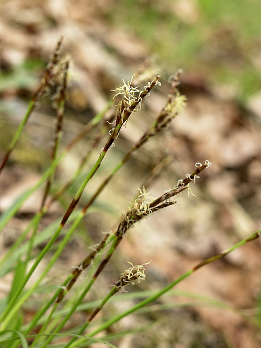 Изображение особи Carex digitata.