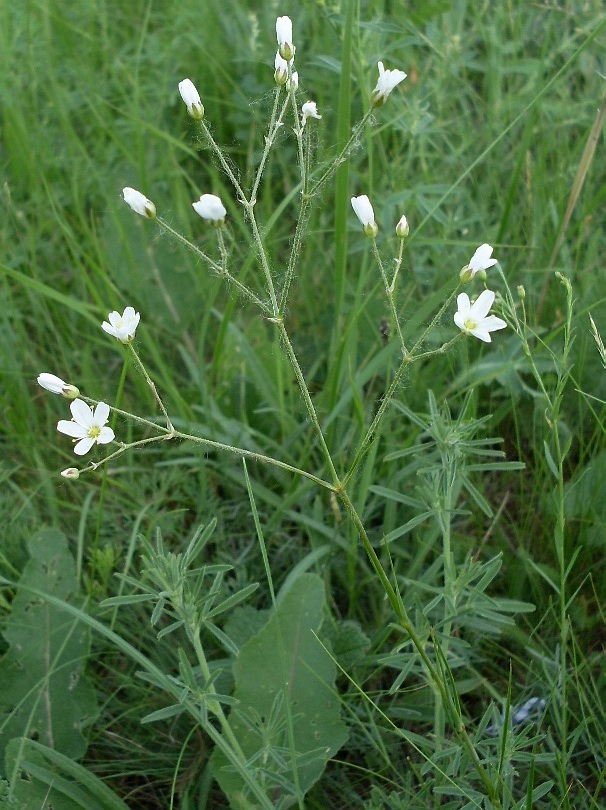 Image of Eremogone biebersteinii specimen.