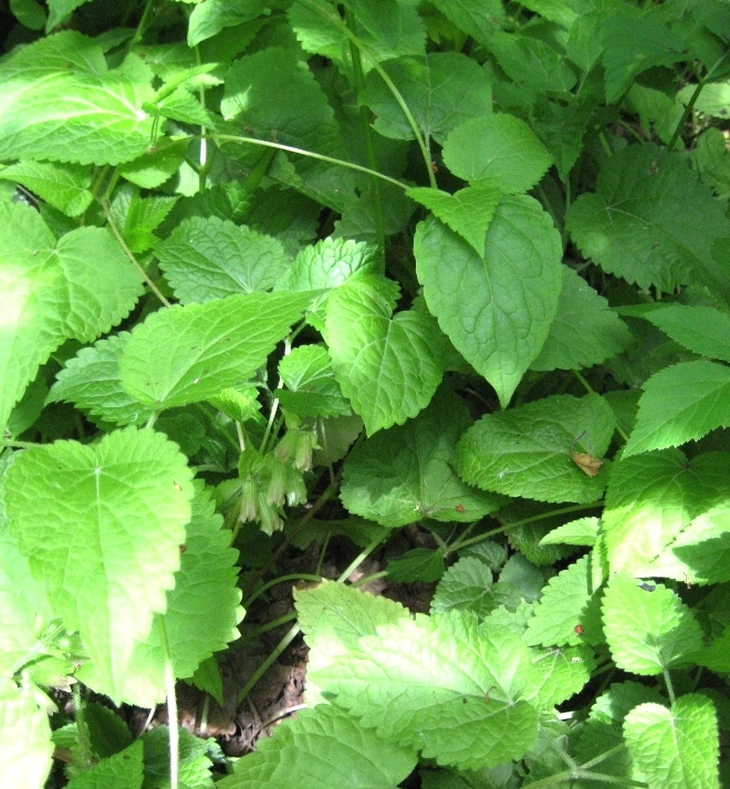 Image of Meehania urticifolia specimen.