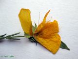 Image of taxon representative. Author is Василий Гелюта