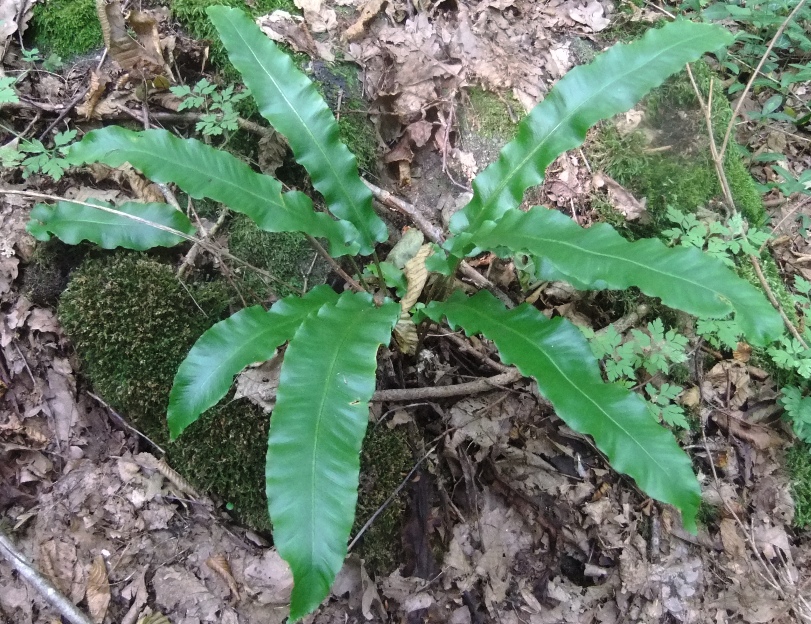 Изображение особи Phyllitis scolopendrium.