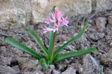 Hyacinthus orientalis