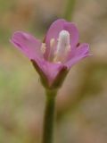 Epilobium tetragonum. Цветок. Горный Крым, окр. пос. Виноградный. 7 августа 2011 г.