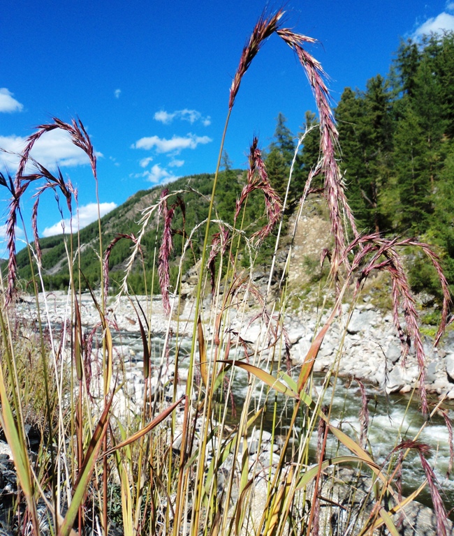 Изображение особи Elymus sibiricus.