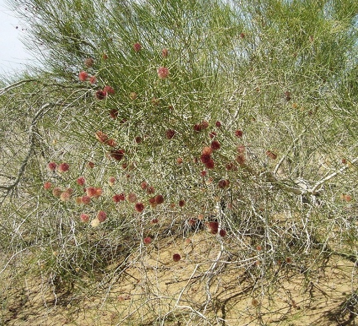 Изображение особи Calligonum rubescens.