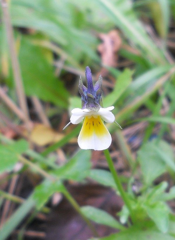 Изображение особи Viola arvensis.