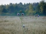 Изображение особи. Автор - Виталий Гуменюк