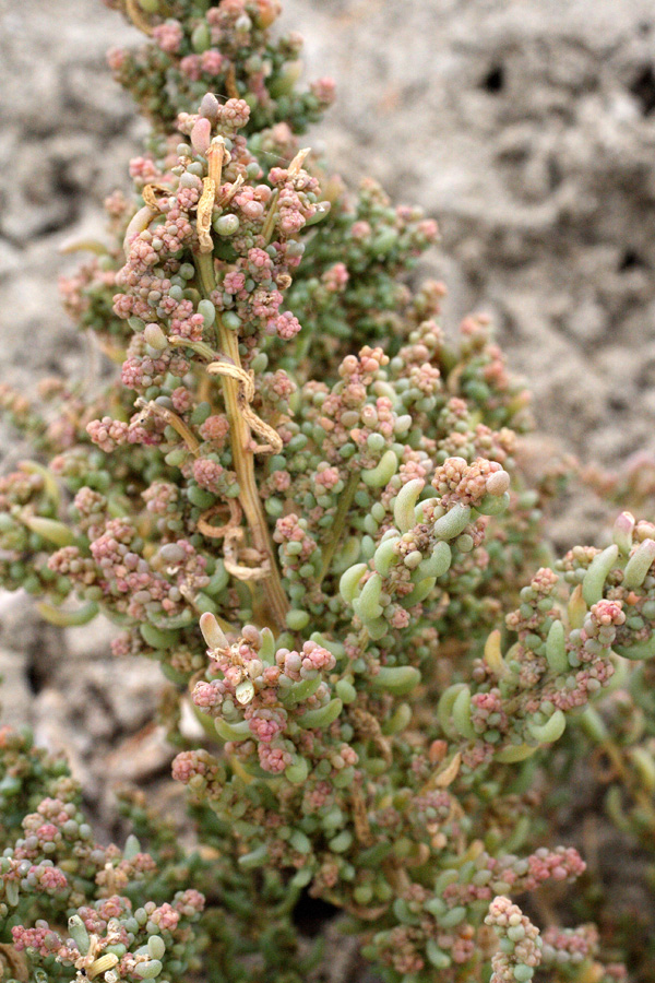 Image of Suaeda crassifolia specimen.