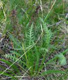 Pedicularis olgae