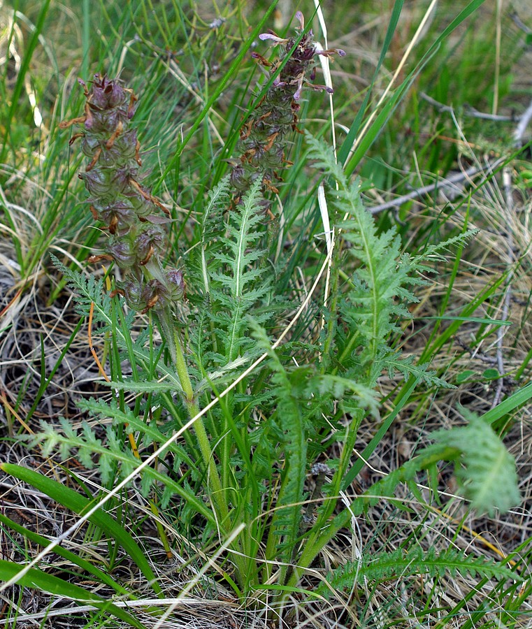 Image of Pedicularis olgae specimen.