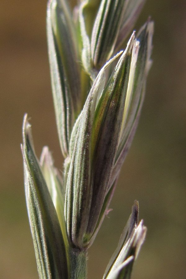Изображение особи Elytrigia repens.