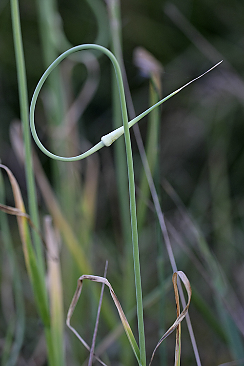 Image of Allium longicuspis specimen.