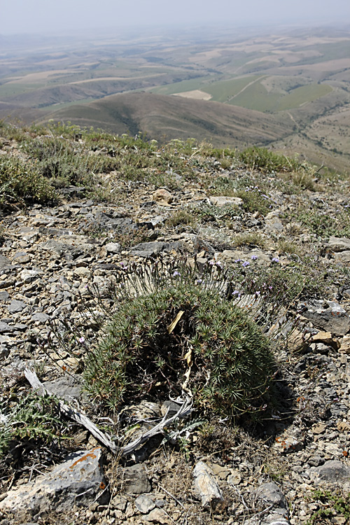 Image of Acantholimon alberti specimen.