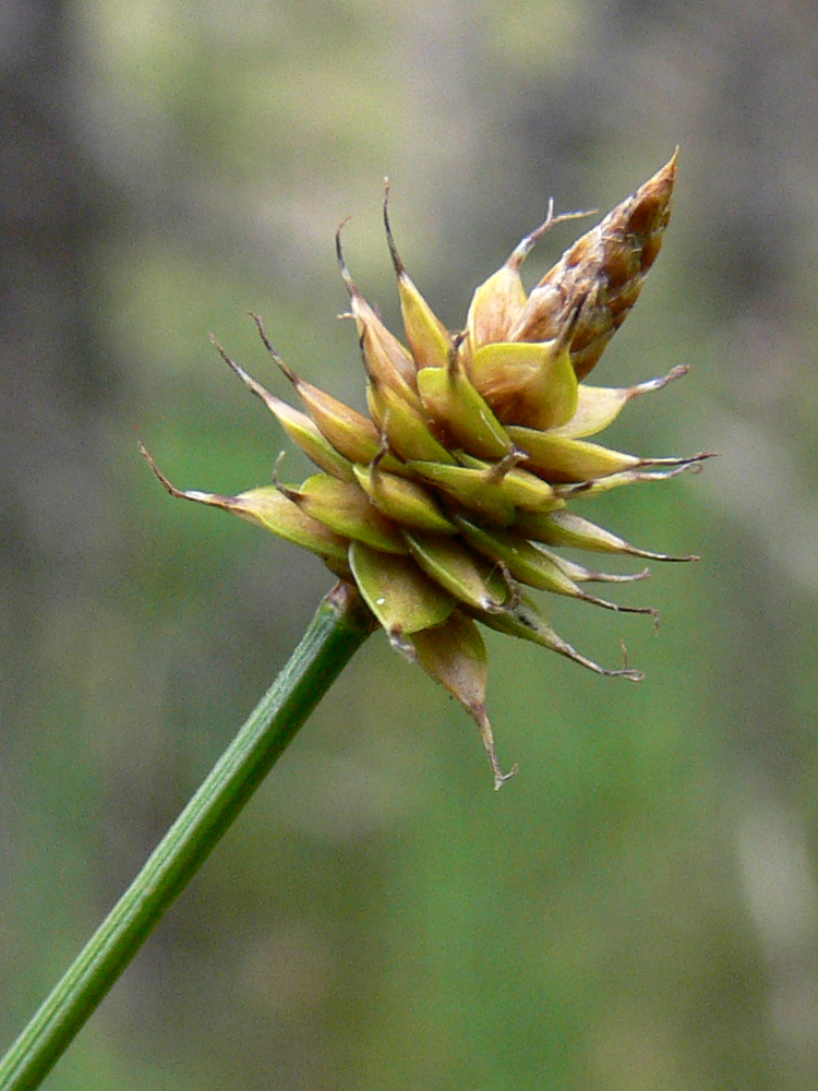 Изображение особи Carex capitata.