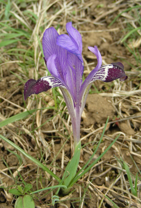 Изображение особи Iridodictyum kolpakowskianum.