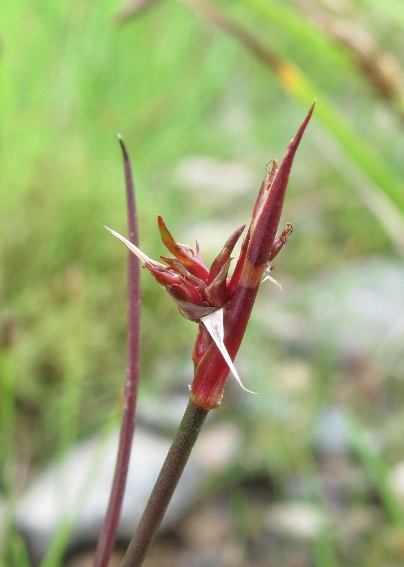 Изображение особи Juncus articulatus.