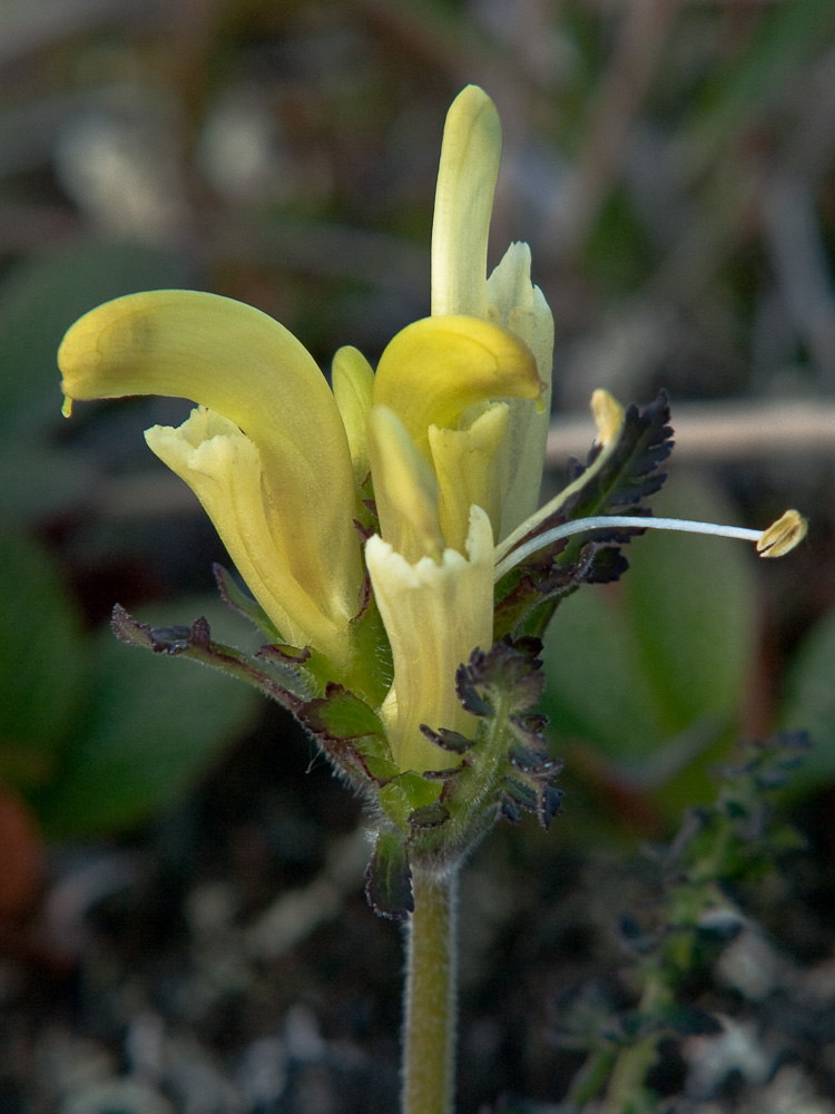 Image of Pedicularis capitata specimen.