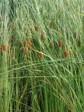 Typha laxmannii