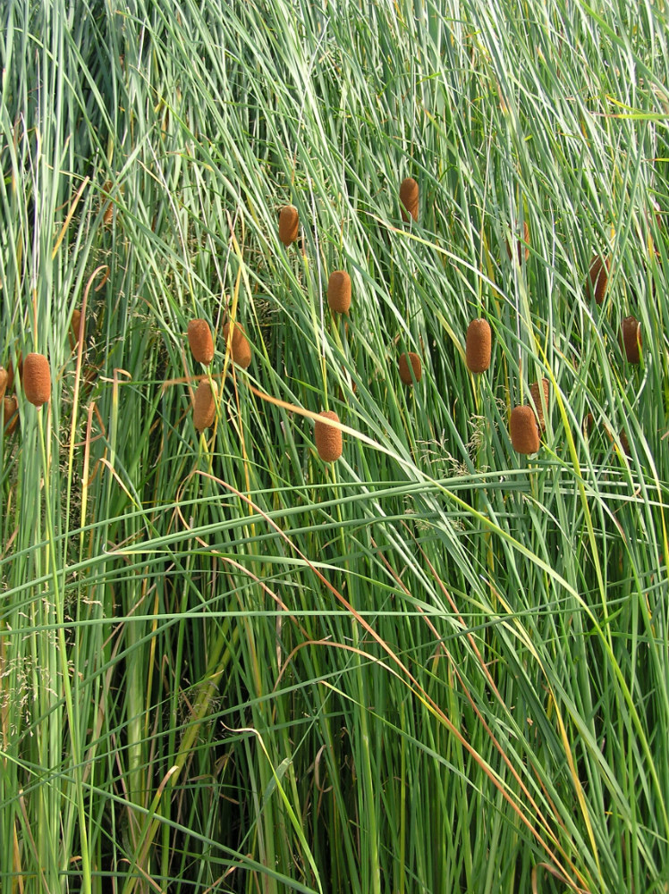 Изображение особи Typha laxmannii.