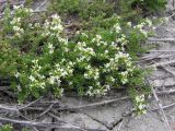 Galium humifusum