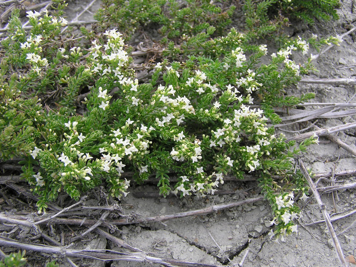 Изображение особи Galium humifusum.