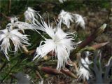 Dianthus borussicus