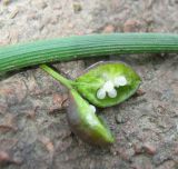 Scilla bifolia. Вскрытый незрелый плод и часть листа. Крым, Ялта, на грядке. 17 апреля 2012 г.