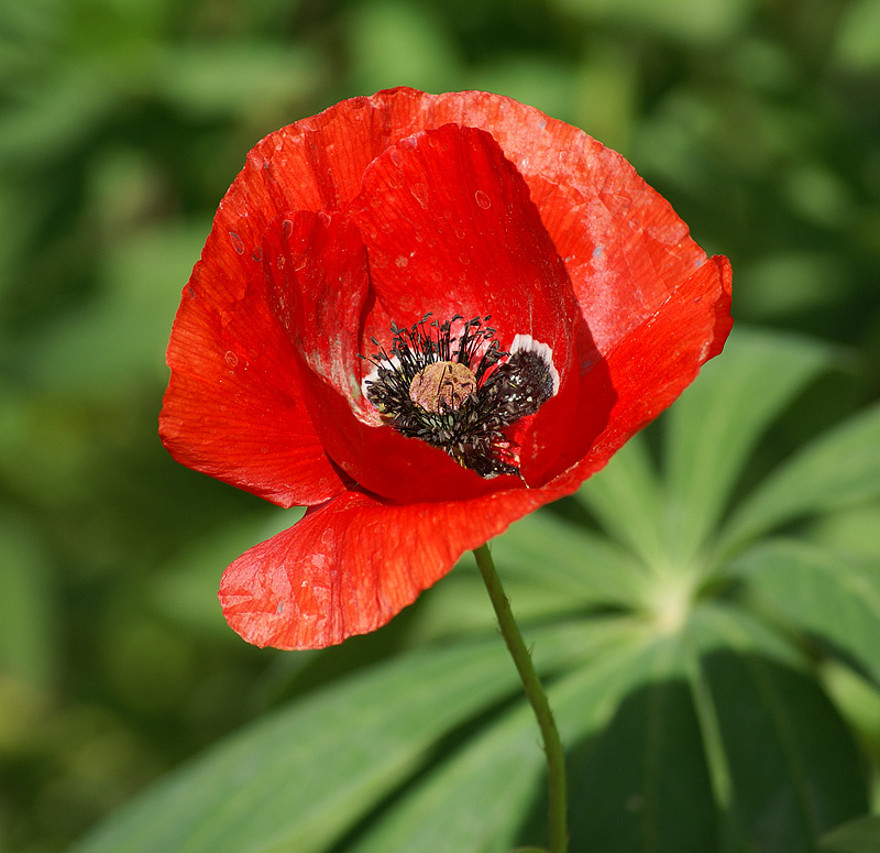 Image of Papaver rhoeas specimen.