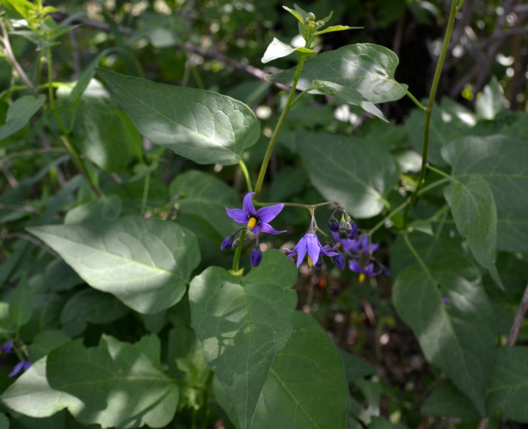 Изображение особи Solanum pseudopersicum.