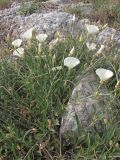 Convolvulus holosericeus. Побеги с цветками. Крым, Севастополь, высоты Кая-Баш. 31 мая 2012 г.