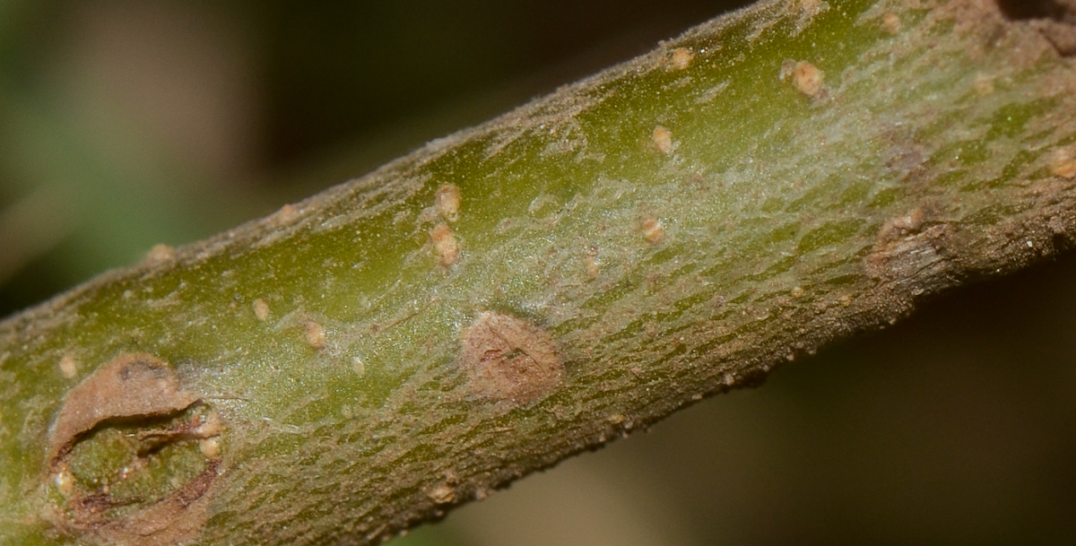 Image of Caesalpinia gilliesii specimen.