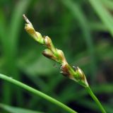 Carex digitata