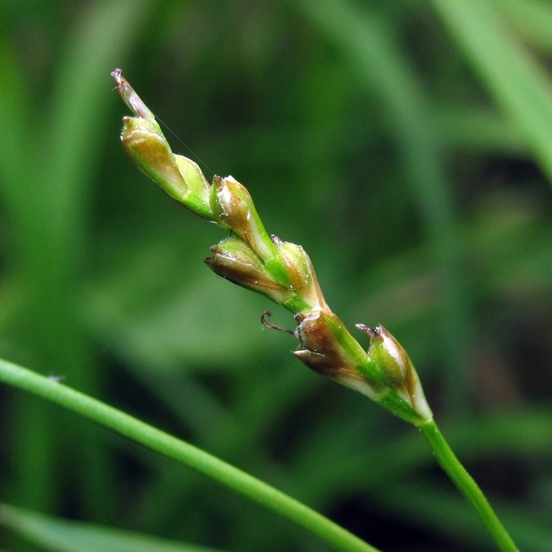 Изображение особи Carex digitata.