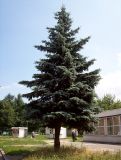 Picea pungens форма glauca. Взрослое дерево. Курская обл., г. Железногорск. 4 июля 2007 г.