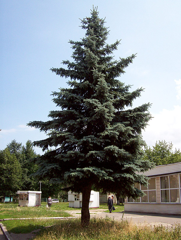 Image of Picea pungens f. glauca specimen.