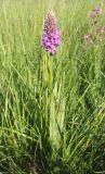 Dactylorhiza baltica