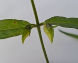 Image of taxon representative. Author is Андрей Комраков
