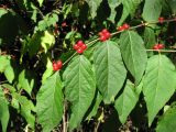Lonicera maackii