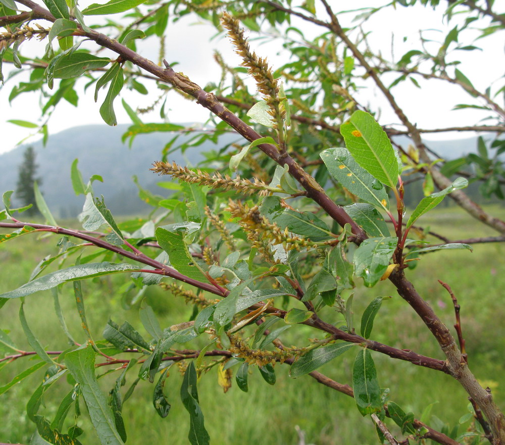 Image of Salix saposhnikovii specimen.
