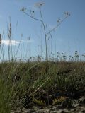 Palimbia defoliata. Цветущее растение в кальцефитной сухой ромашниково-дерновиннозлаково-ковылковой степи. Казахстан, Актюбинская обл., Кобдинский р-н, юго-западнее пос. Акраб; меловая гряда Ишкаргантау по правому борту долины р. Ишкарган, педимент мелового склона. 04.06.2012.