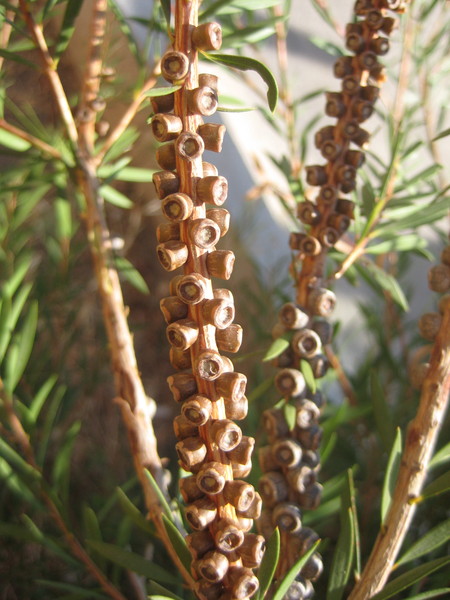 Image of genus Callistemon specimen.