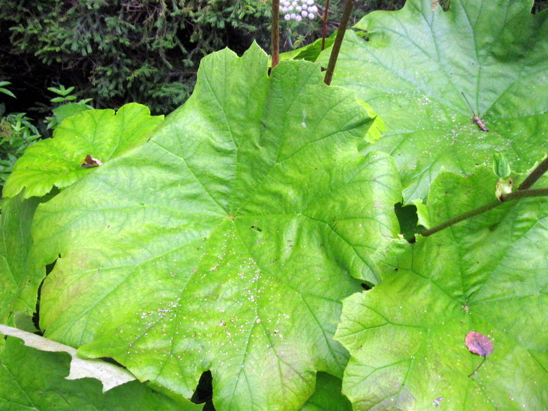 Image of Astilboides tabularis specimen.